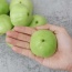 Mận xanh đường (quả roi đường) loại lớn, siêu ngon